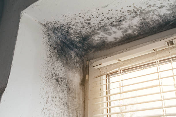 Trusted Mold Inspection service in Salem, NJ - Cheap Mold Removal